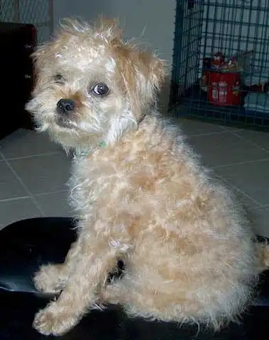 Breed Origin