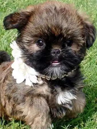 Breed Appearance