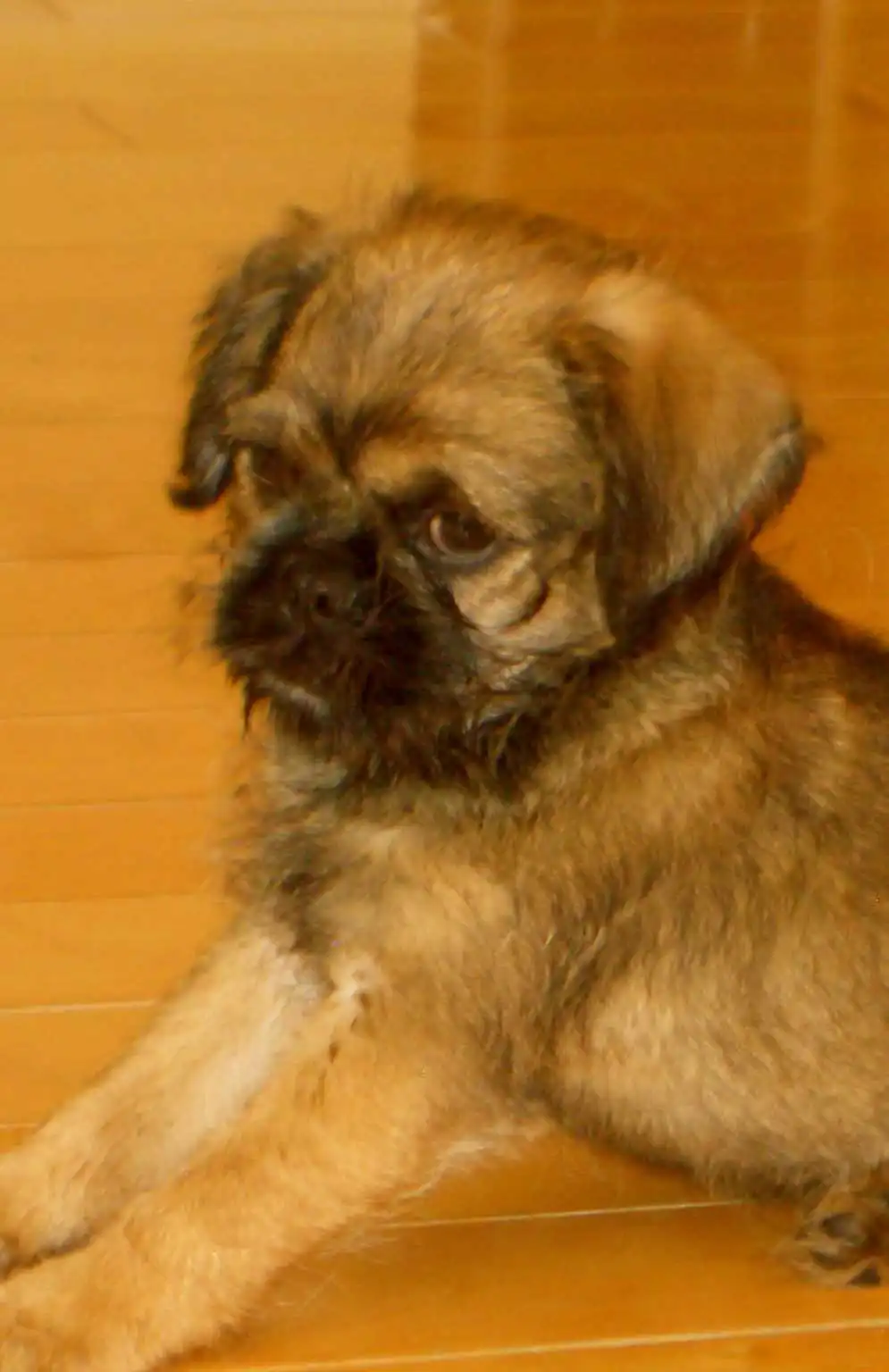 Breed Appearance