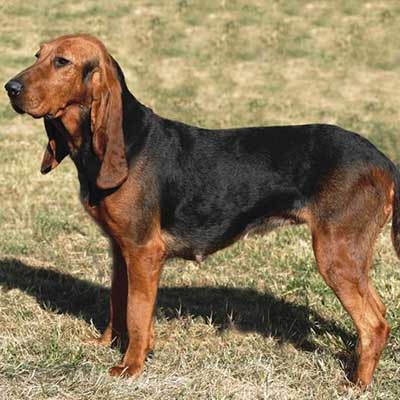 Bruno Jura Hound