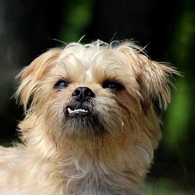 Brussels Griffon