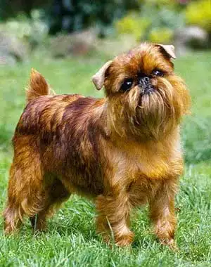 Breed Origin