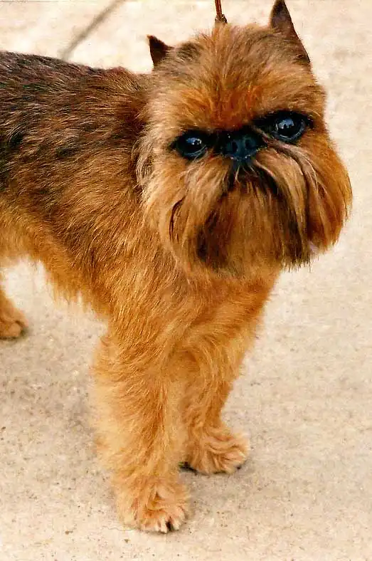 Breed Appearance