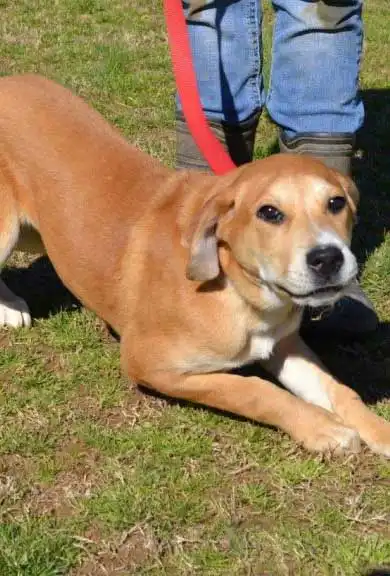 Breed Appearance