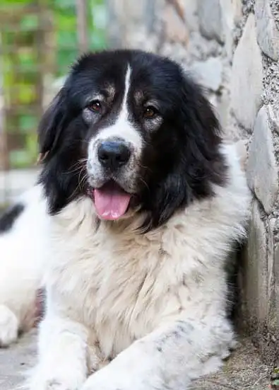 Herkunft & Geschichte von Bukowina-Schäferhund