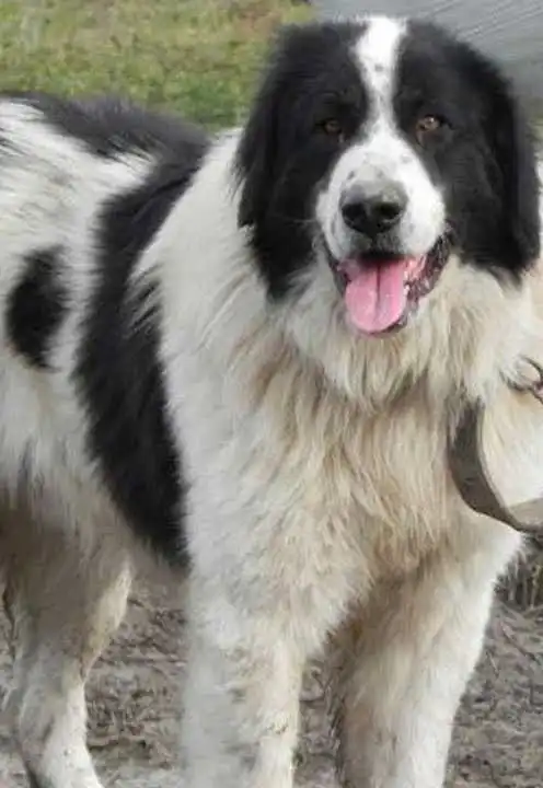 Erscheinungsbild von Bukowina-Schäferhund