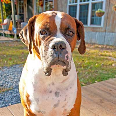 Bull-Boxer