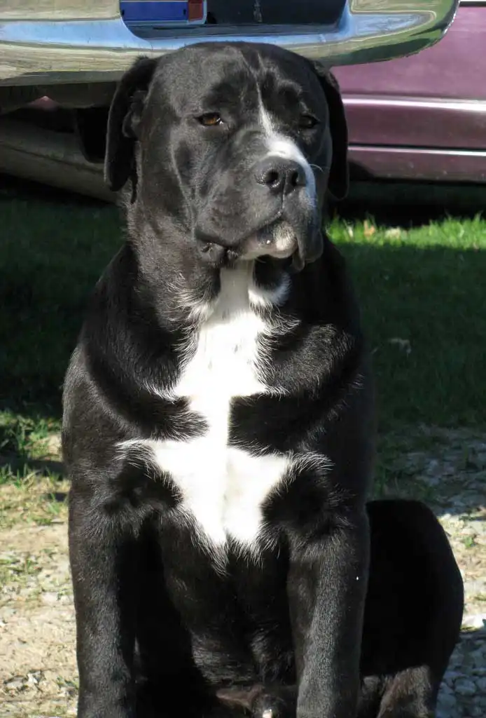 Breed Origin