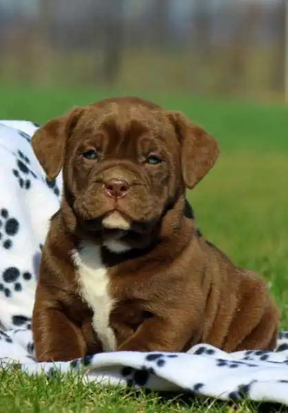 Breed Appearance