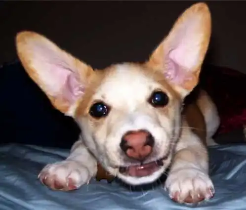 Bullhuahua Terrier