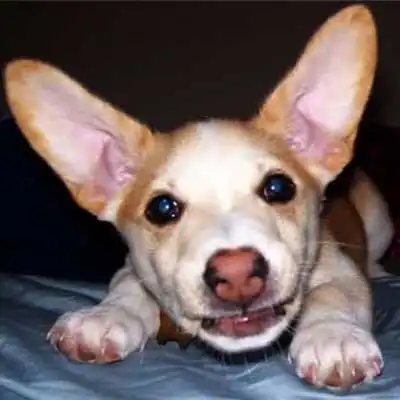 Bullhuahua Terrier dog breed.