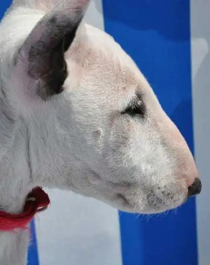 Breed Origin