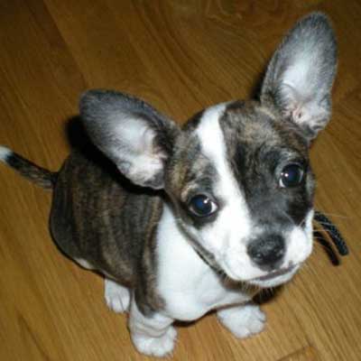Bullhuahua