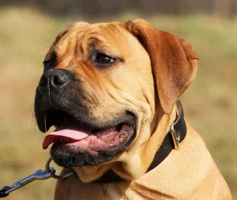 Bullmastiff