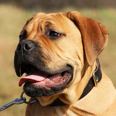 Bullmastiff