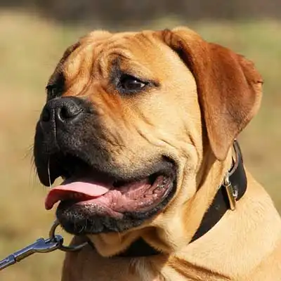 Bullmastiff dog breed.
