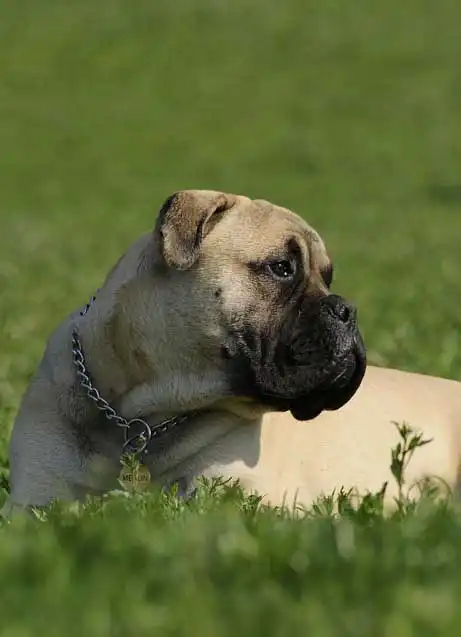 Breed Origin