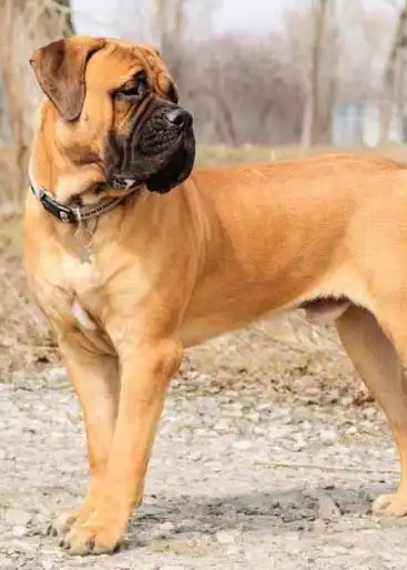 Breed Appearance