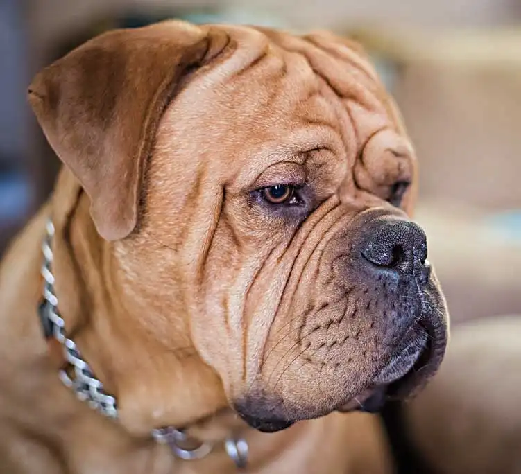 Bully Bordeaux