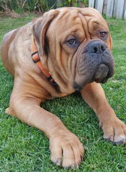 Breed Origin