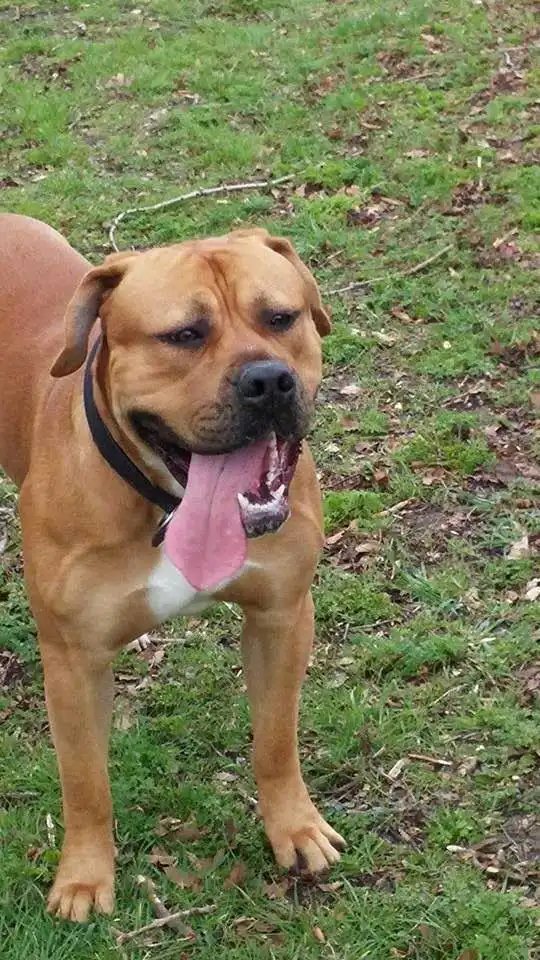 Breed Appearance