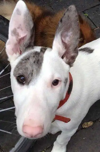 Herkunft & Geschichte von Bully Jack Terrier