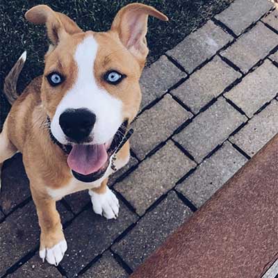 Bully Pitsky