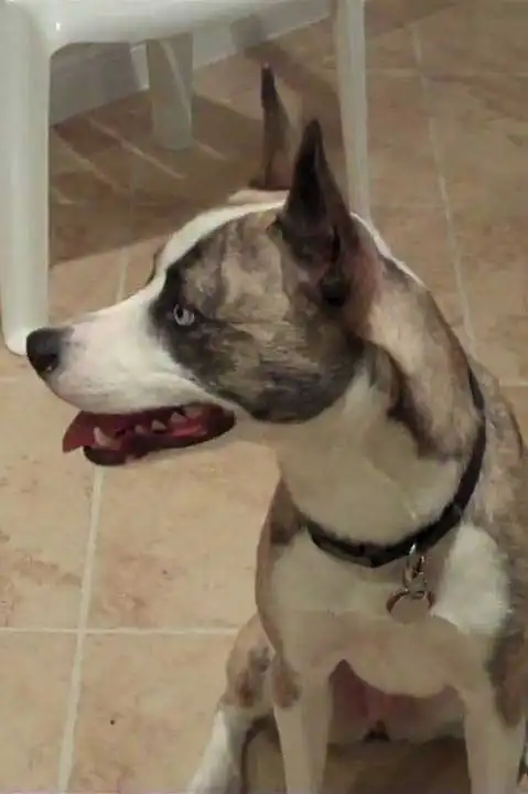 Herkunft & Geschichte von Bully Pitsky