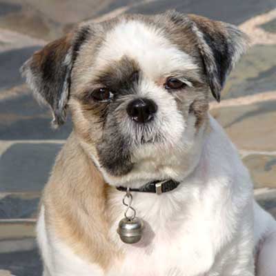 Bully-Tzu