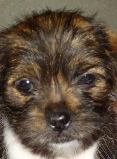 Erscheinungsbild von Bully-Tzu