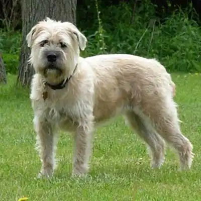 Bully Wheaten dog breed.