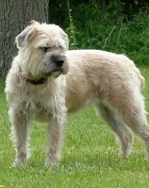 Breed Origin