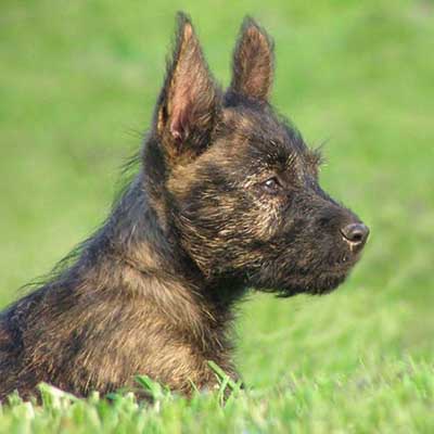 Bushland Terrier