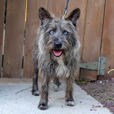 Cairn Australian Shepterrier