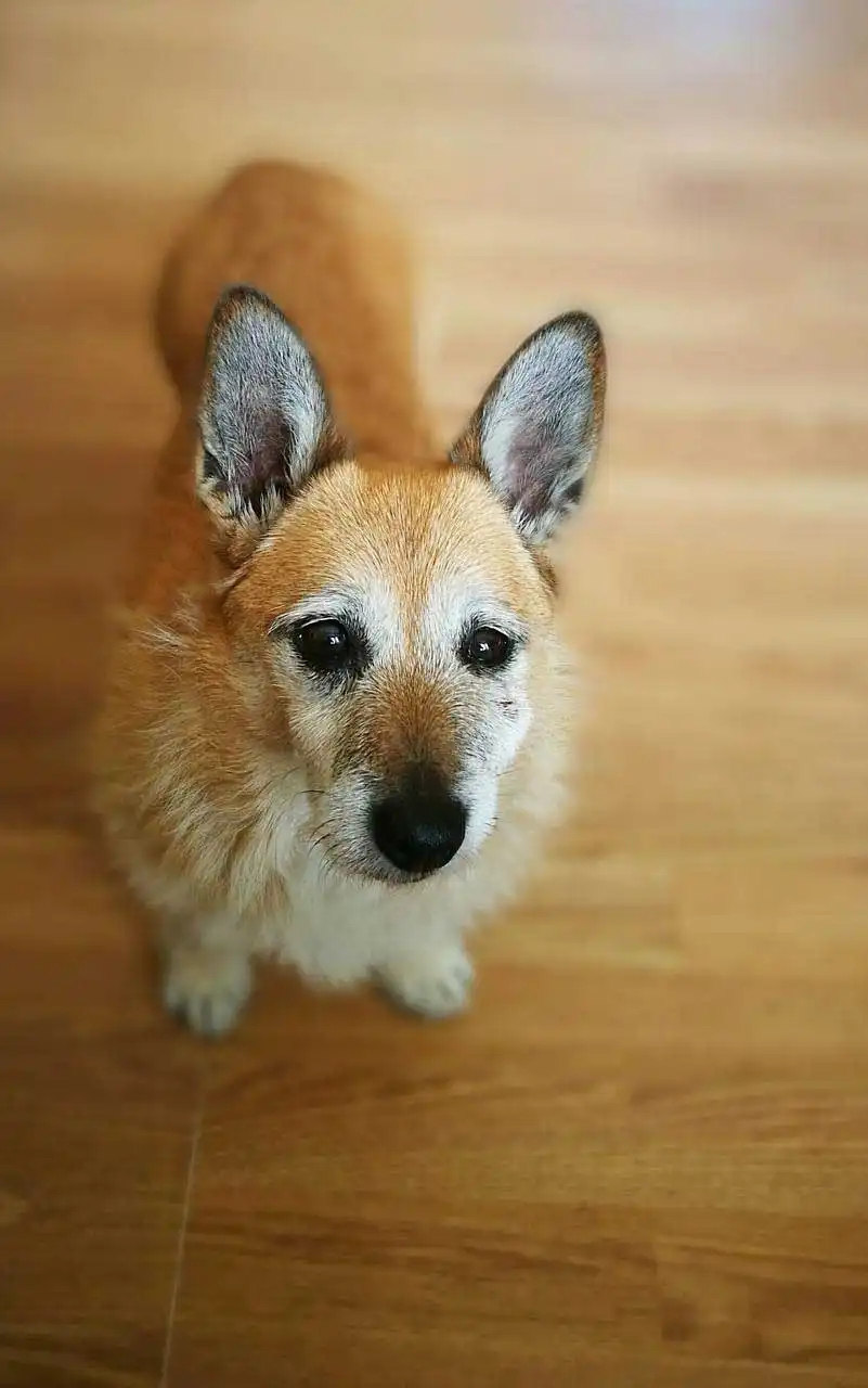 Herkunft & Geschichte von Cairn Corgi