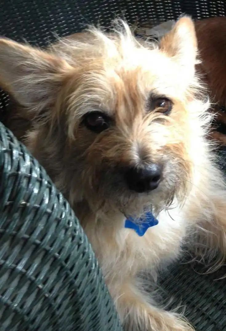 Erscheinungsbild von Cairn Corgi