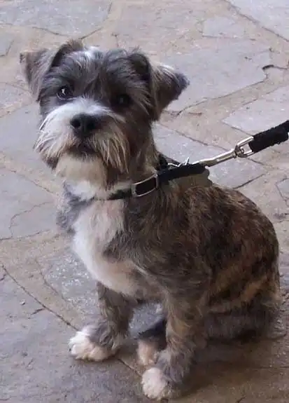 Pflege & Haltung von Cairn Corgi