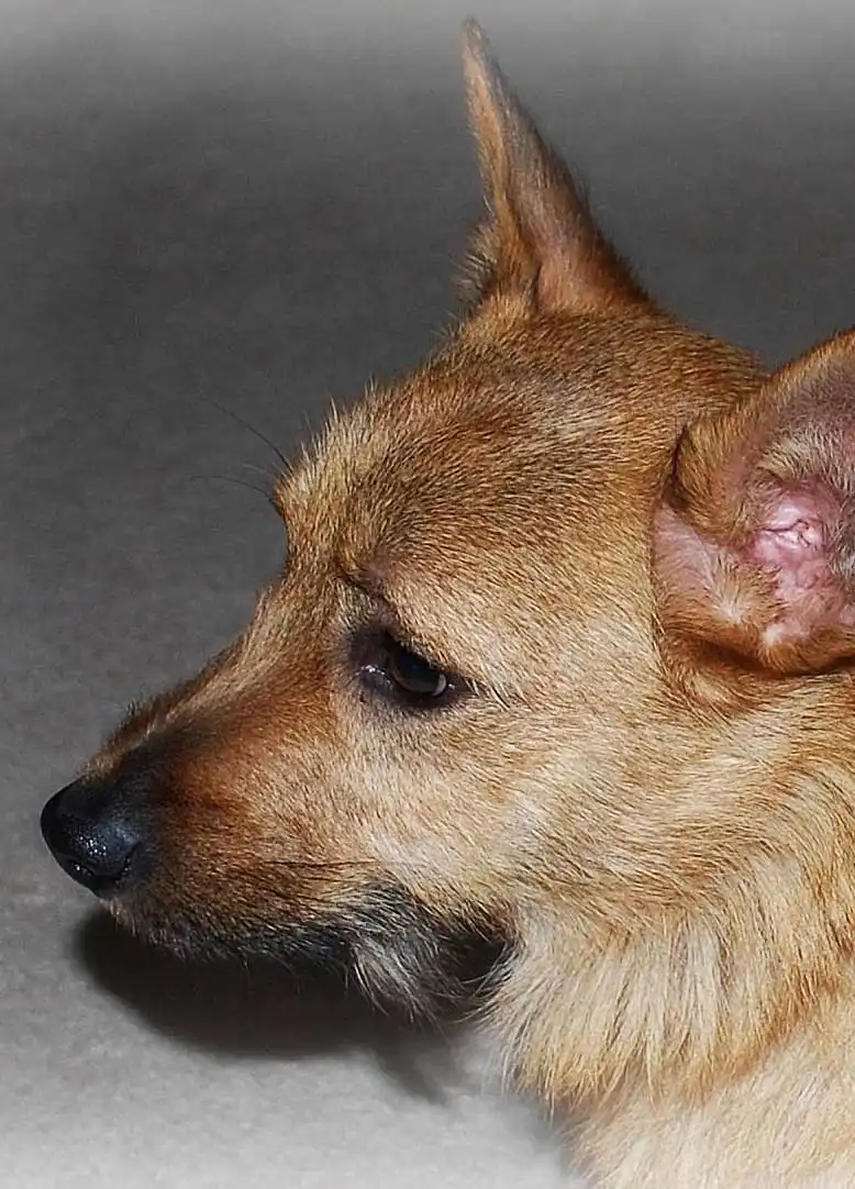 Wesen & Charakter von Cairn Corgi