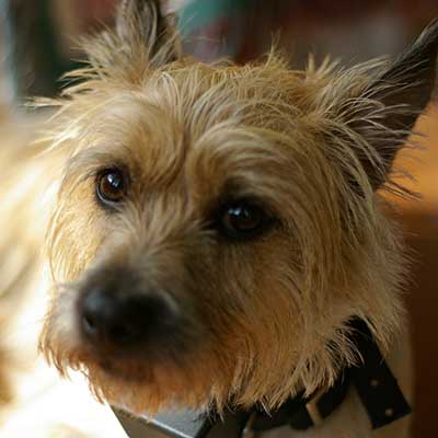 Cairn Terrier