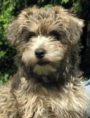 Breed Appearance
