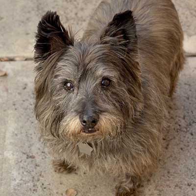 Cairnwich Terrier