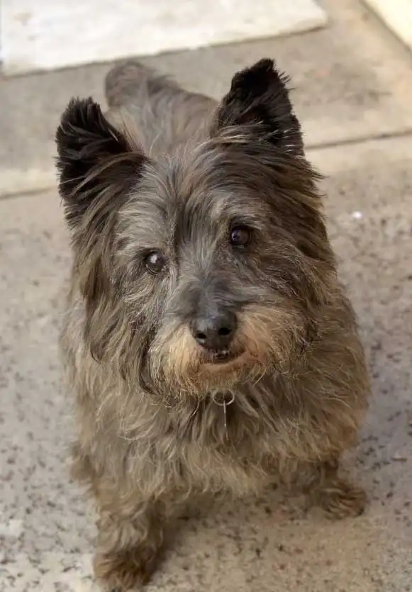 Origine & Storia del Cairnwich Terrier