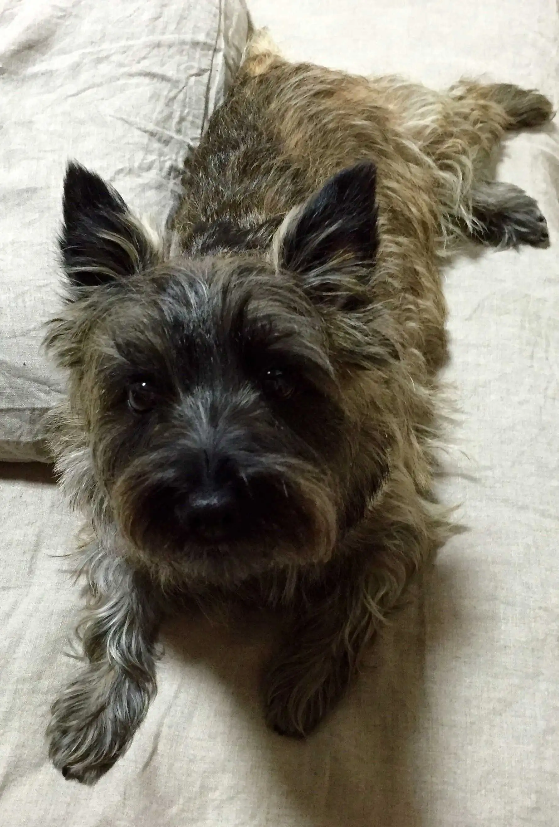 Aspetto del Cairnwich Terrier