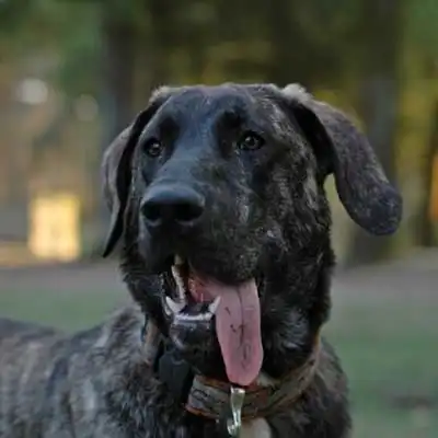Cao de Castro Laboreiro dog breed.