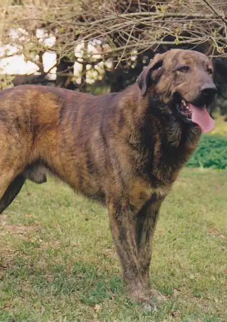 Breed Origin