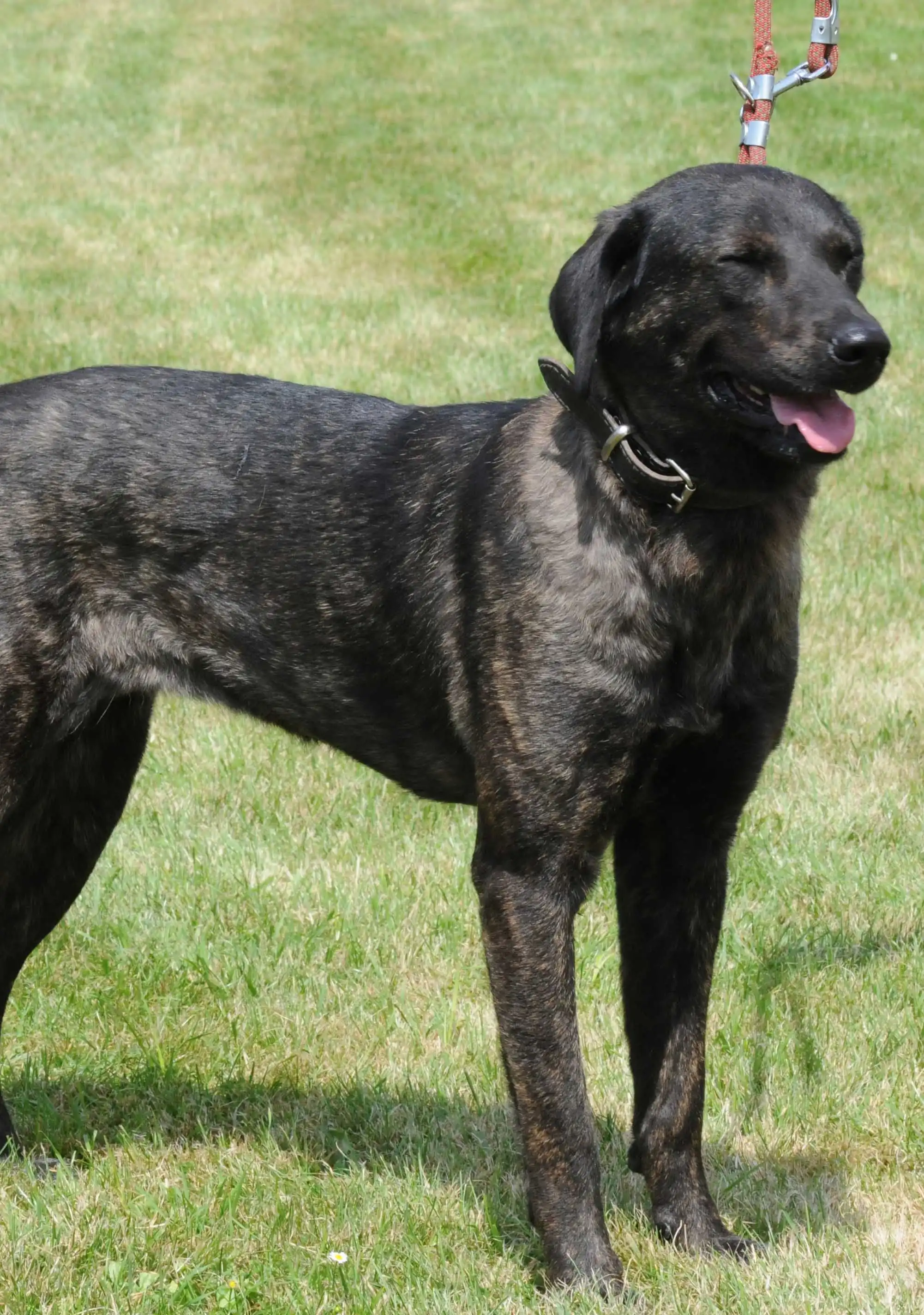 Breed Appearance