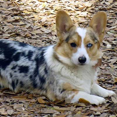 Cárdigan Pembroke Corgi