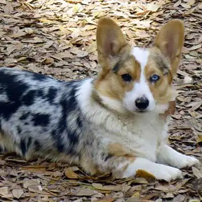 Cardigan Pembroke Corgi dog breed.