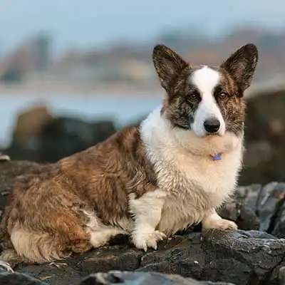 Cardigan Welsh Corgi dog breed.