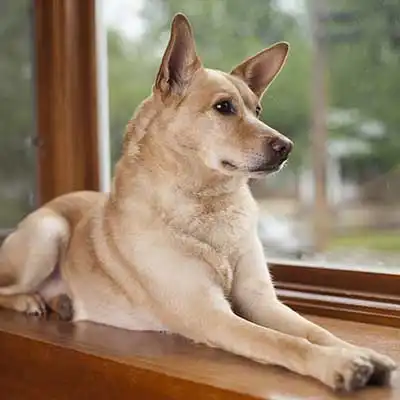 Carolina Dog Hunderasse.